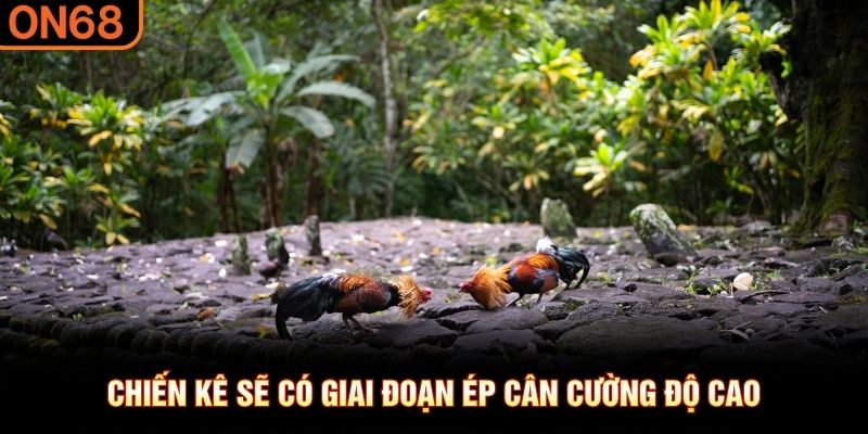 Chiến kê sẽ có giai đoạn ép cân cường độ cao
